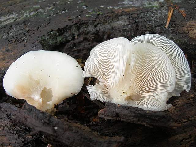 La  foresta di  Rodersdorf  (CH)